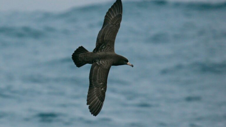 researchers discover “plasticosis”, a disease caused by the ingestion of waste by seabirds