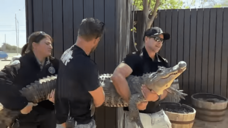 stolen from a zoo twenty years ago, a female alligator was found at the bottom of a garden