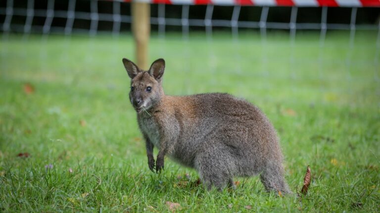 the escaped wallaby was captured after several days of searching