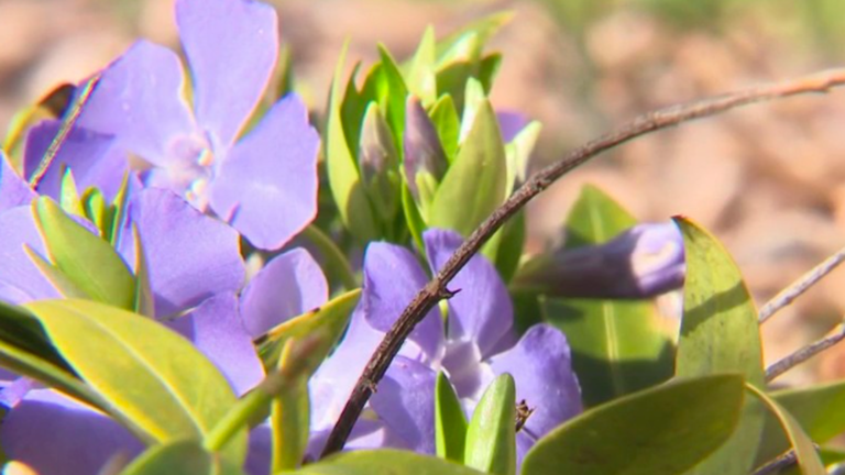 the growing success of plants that require little water