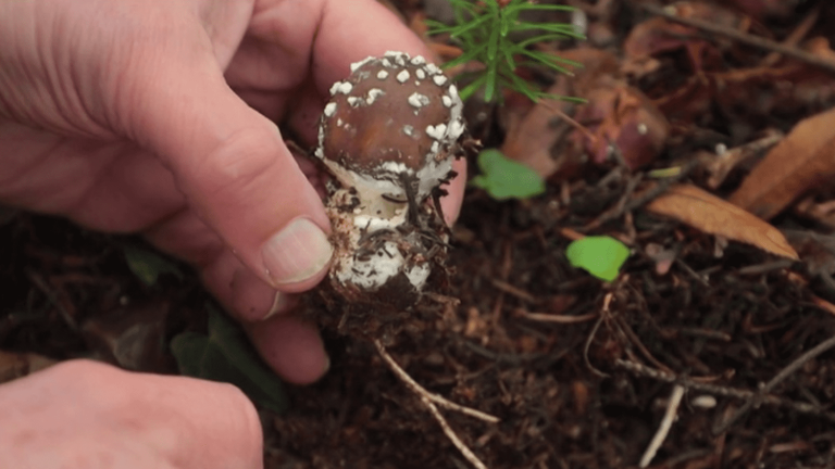 the many and little-known benefits of the mushroom