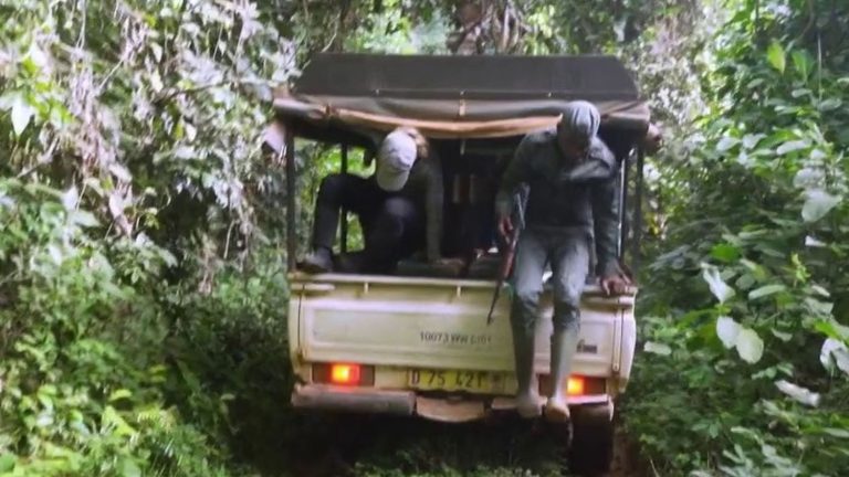 two French scientists looking for leopards in the Taï forest