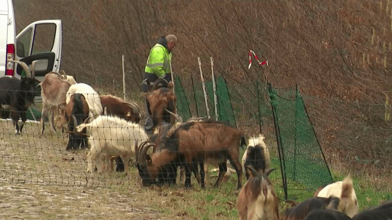 when the goats take care of the cobblestone areas of Paris-Roubaix