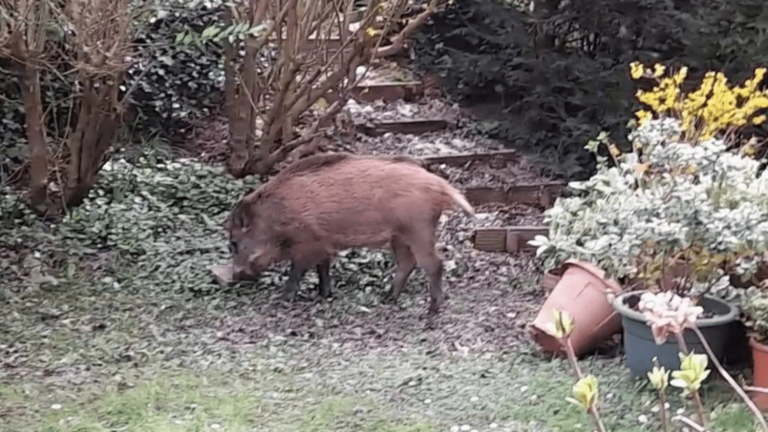 wild boars take up residence in gardens