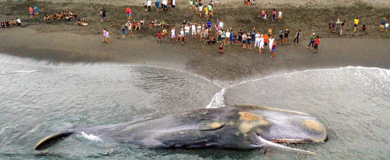 18m sperm whale washes up on Bali beach