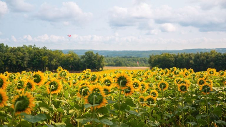 ANSES largely bans S-metolachlor, a very common agricultural weedkiller