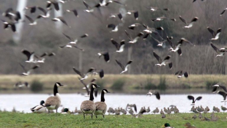 After Europe, Canada faces avian flu with migratory birds