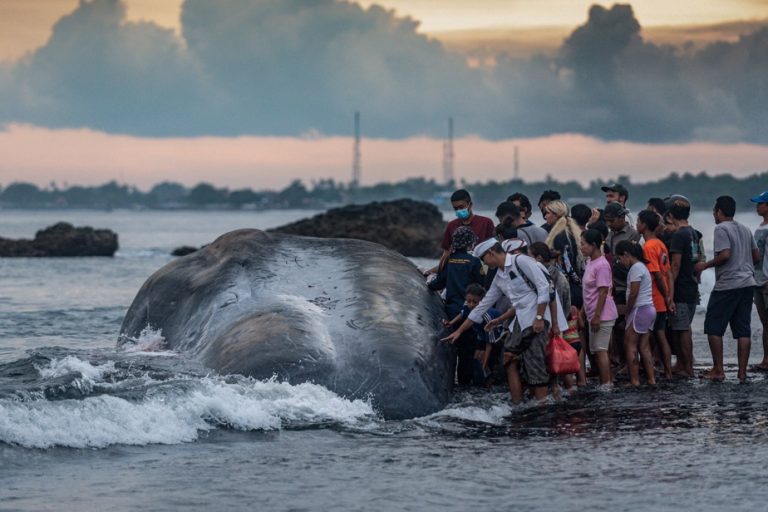 An 18-meter sperm whale washes up on a beach in Bali