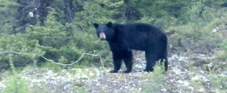 Another dog killed by a black bear in Jasper National Park