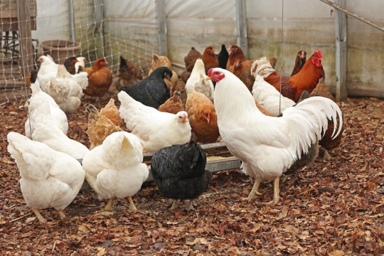 Avian flu |  Vaccinate farmed birds?  Not that easy