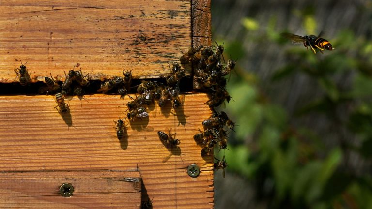 Biological invasions cost as much as natural disasters, according to a CNRS study