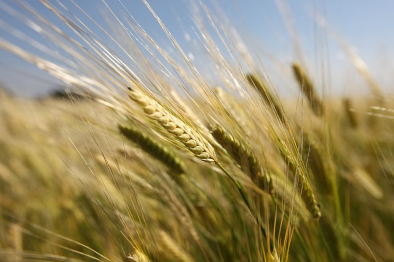 Canadian farmers are planting more wheat because of the war in Ukraine