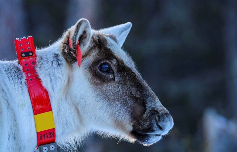 Capturing female caribou in Gaspésie was more difficult than expected