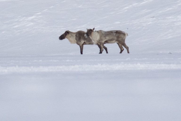 Caribou Protection |  Quebecers would be willing to pay $55 per year