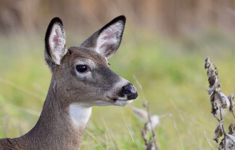 Charette defends crossbow hunting of white-tailed deer in Montérégie