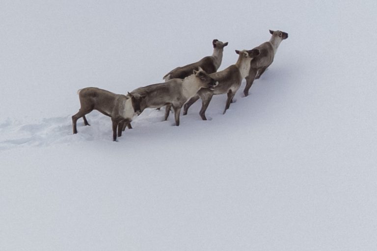 Charlevoix |  An expected “baby boom” for a herd of caribou