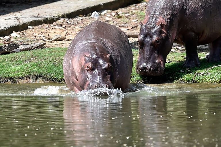 Colombia |  Pablo Escobar’s hippo hit on highway