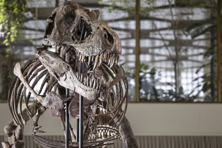 Composite T-Rex Skeleton Sold Over 8 Million