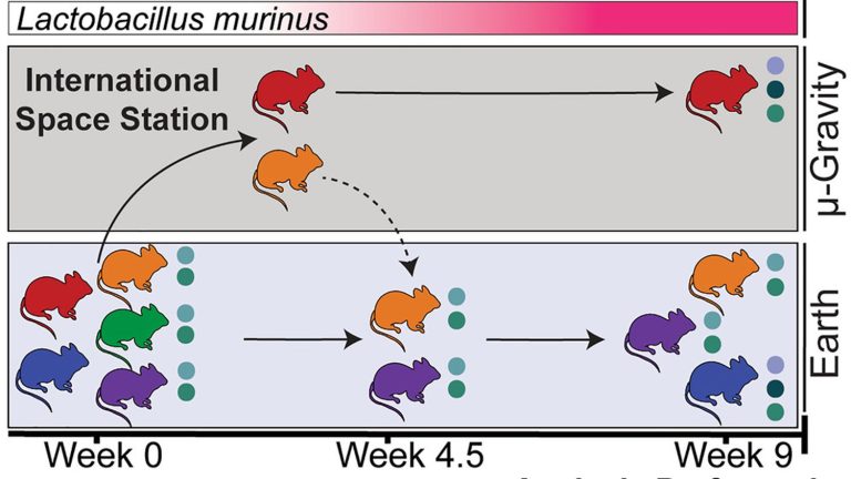 Connection between gut microbiota and bone health identified in mice returning from space