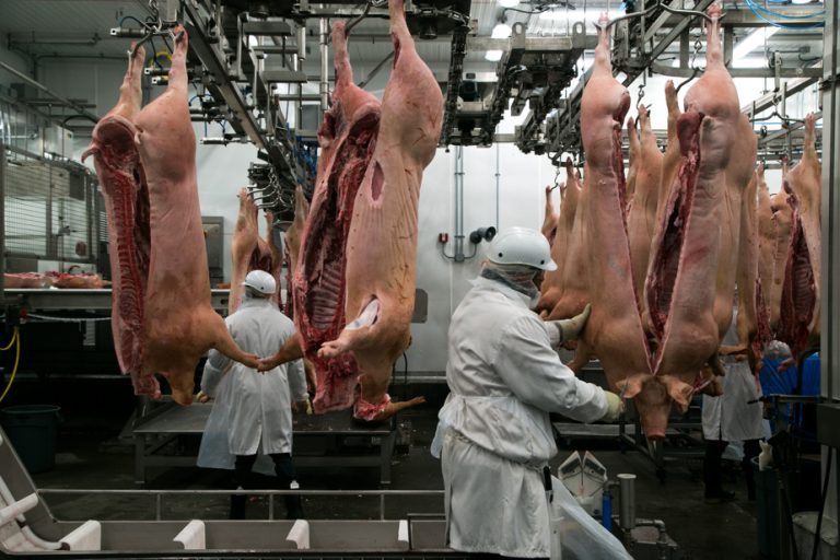 Crisis in the pork industry |  Pork producers and processors agree