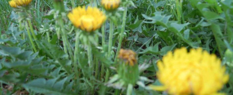 Dandelion Challenge: See why you should wait to mow your lawn