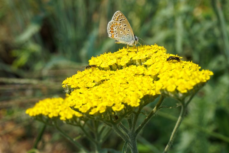 Earth Day |  Wild and generous gardens