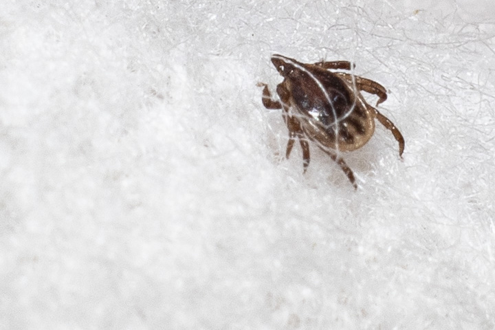 Eastern Townships |  A tool to counter Lyme disease