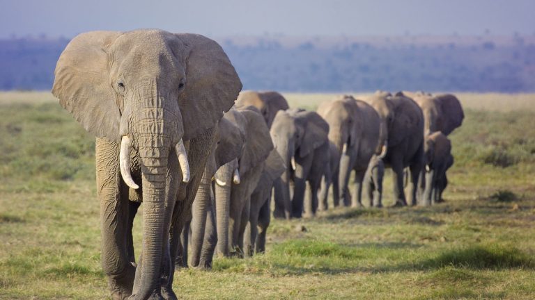 Elephants are also self-domesticated