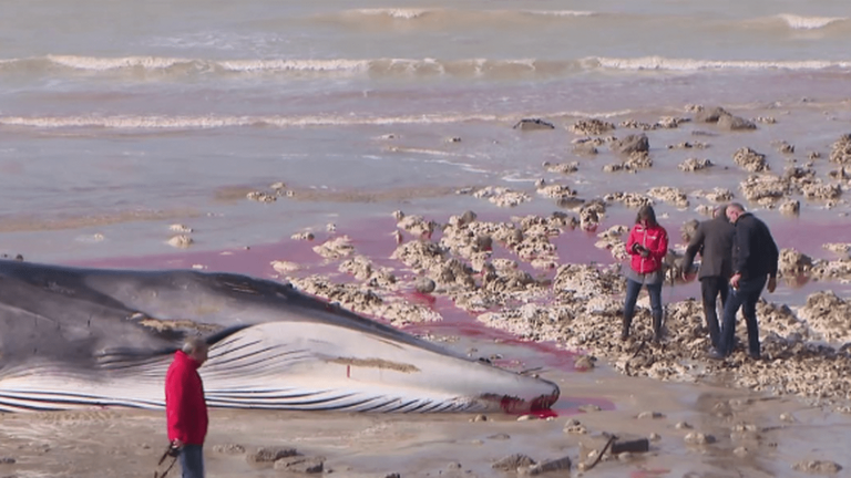 Environment: how to explain the stranding of two whales in Normandy?