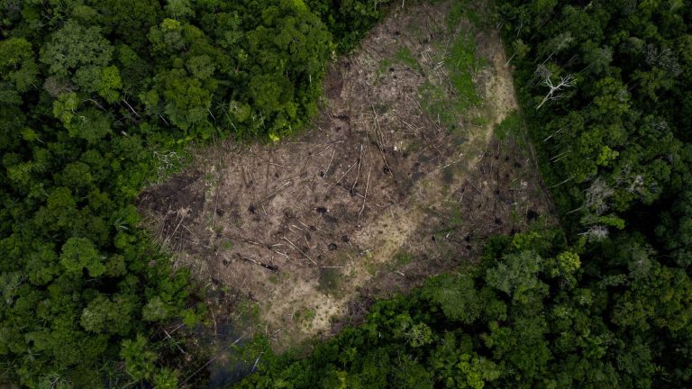 European Parliament votes to end imports from deforestation