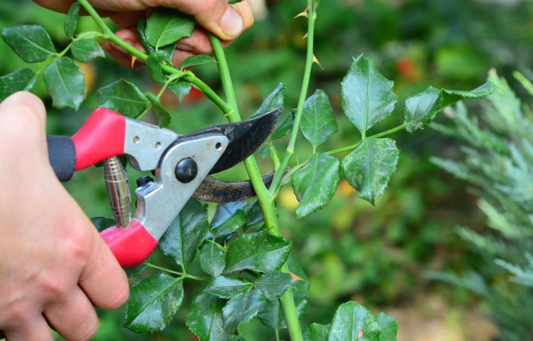 Expert advice for successful (vegetation) pruning