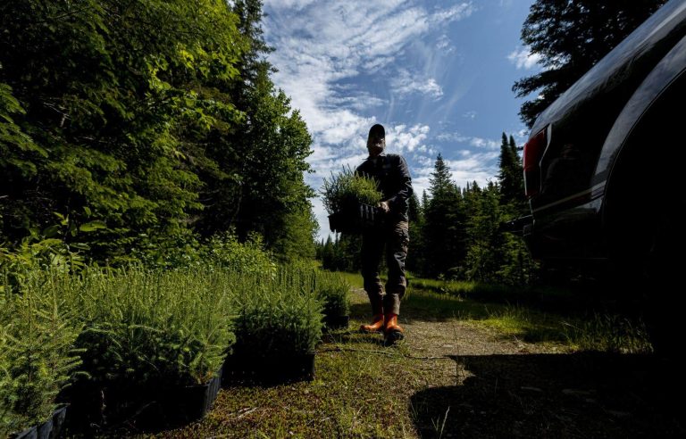 Failure in sight for Ottawa’s promise to plant 2 billion trees in 10 years