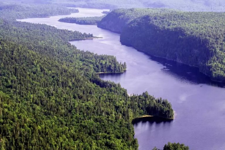 Forest industry |  Quebec defends funding for the Boreal Forest Alliance