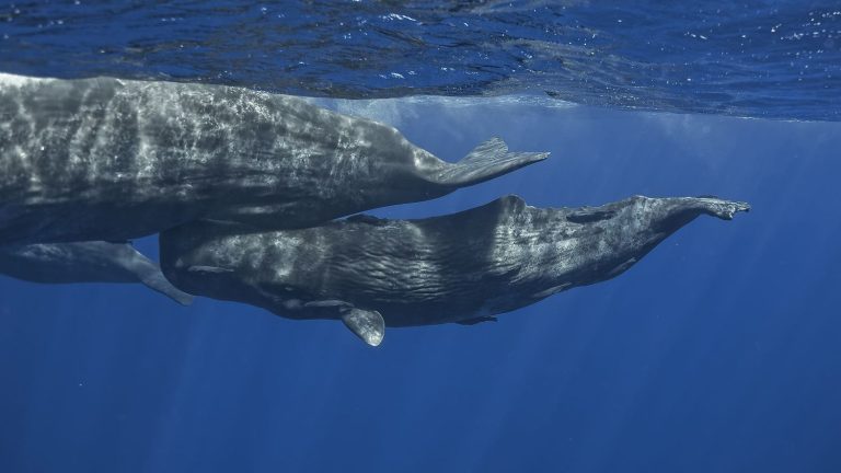 French scientists have managed to decipher the language of sperm whales