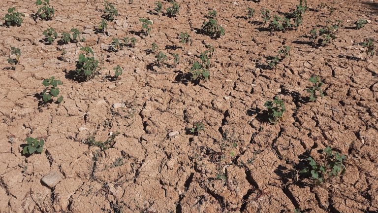 French scientists rely on artificial intelligence to anticipate periods of extreme drought