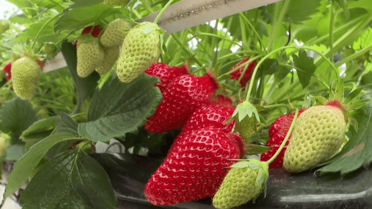 French strawberries are less popular