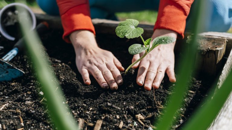 Gardening at low prices