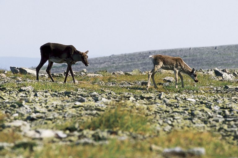 Gaspesie |  Six caribou placed in captivity