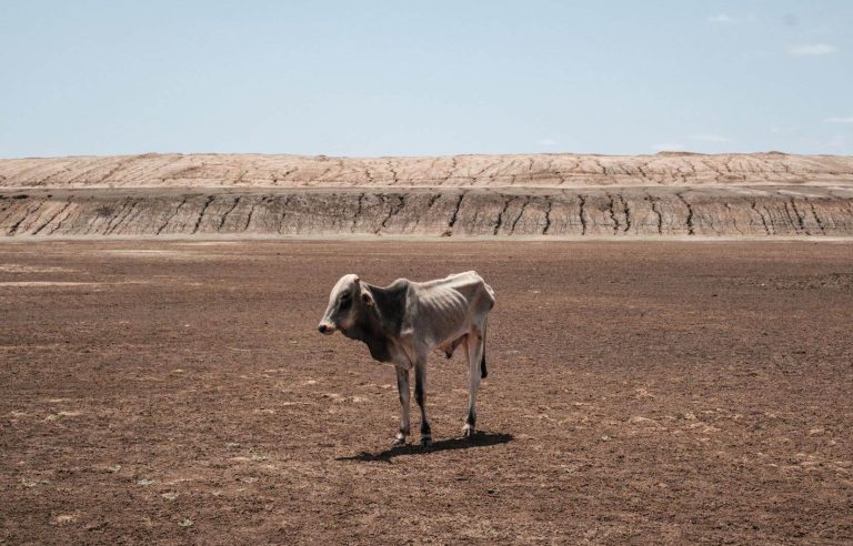 Global warming behind historic drought in the Horn of Africa