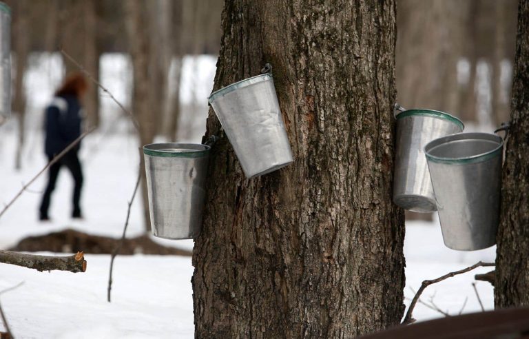 Hard day after the ice storm in the sugar shacks