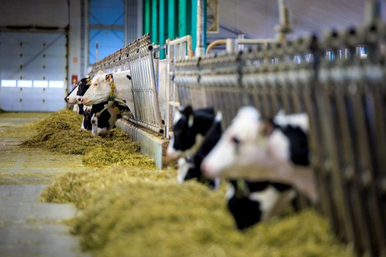 Herds of dairy cows |  Aid of 3.6 million to reduce methane emissions