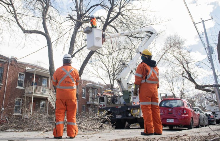 “High precision” pruning so that trees flourish without breaking electrical cables