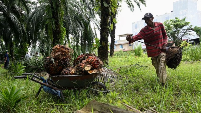 How the European Union’s decision on imported deforestation in Indonesia and Brazil is perceived