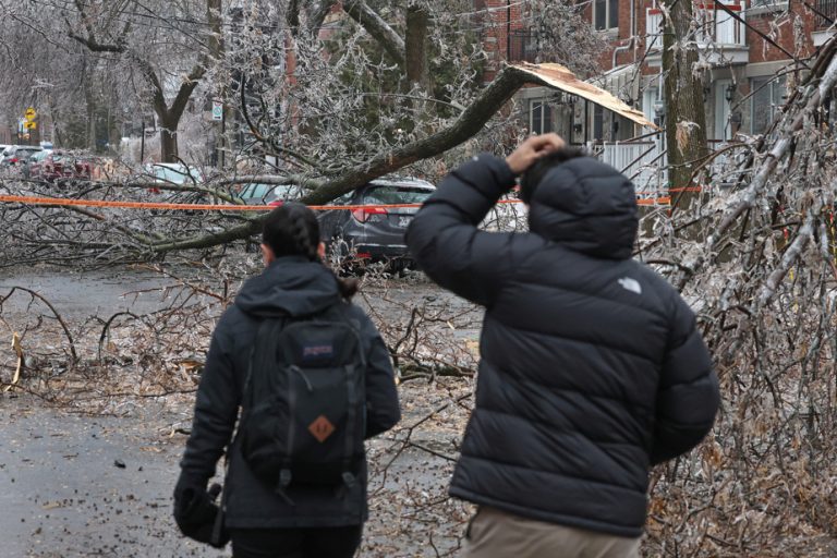 Ice storm over southern Quebec |  Several fallen branches are regrowth from 1998