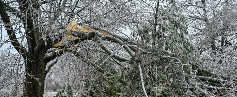 Ice storm: the strong winds expected tomorrow will not worsen the situation