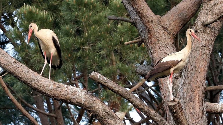 In Lebanon, storks are “killed just for fun and not to be eaten”, denounce associations