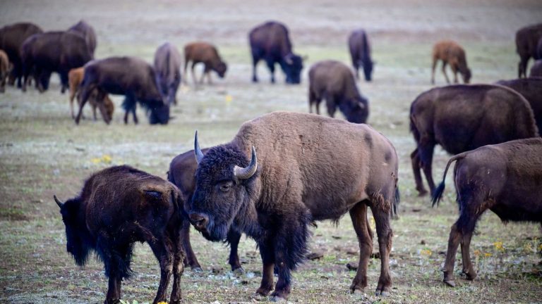 In the United States, a huge bison hunt is controversial