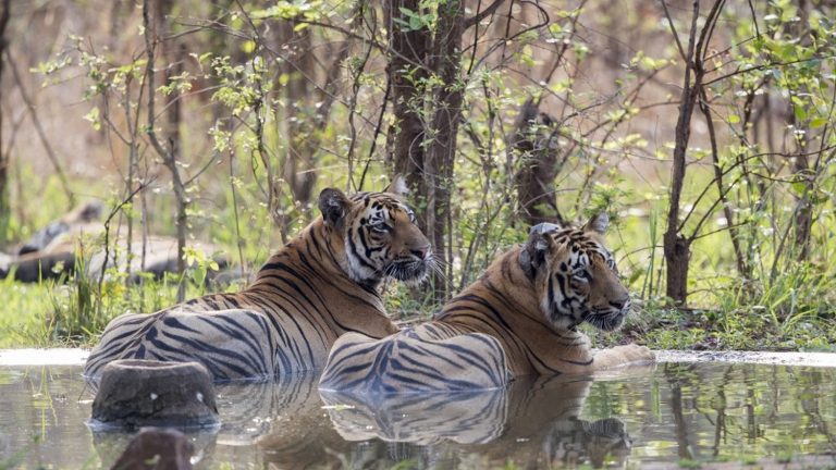 India now has more than 3,000 wild tigers, a globally threatened species