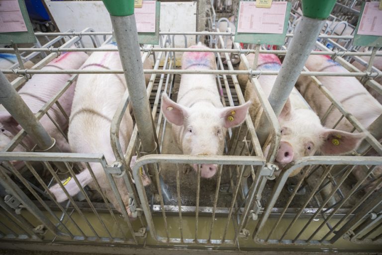 Launching a petition |  SPCA calls for better legal protections for farm animals