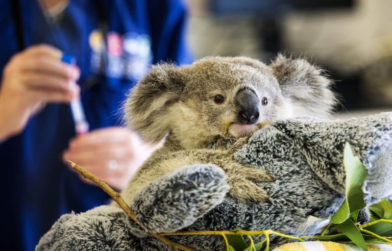 [Le Devoir en Australie] After the misfortune, tenderness for the koalas Sophie and Manning